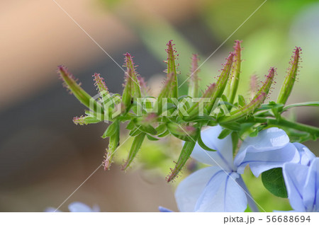 ルリマツリ 56688694