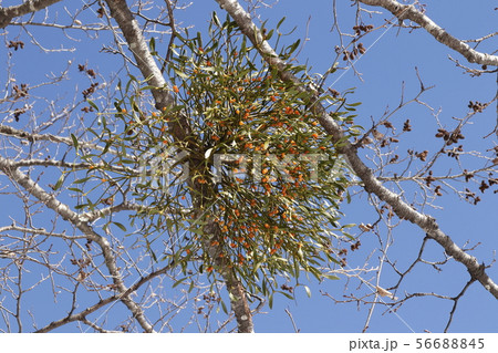 ヤドリギ ヤドリギ 56688845