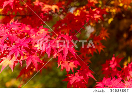 Autumn Maple Tree Background.Seoul Korea. 56688897