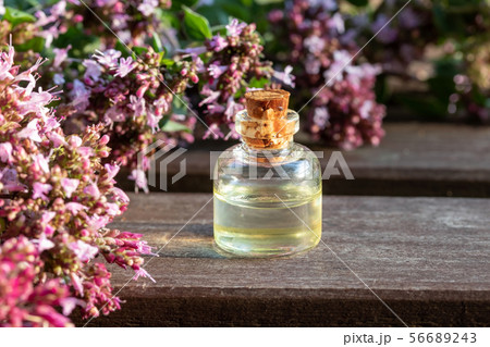 A bottle of essential oil with blooming oregano 56689243