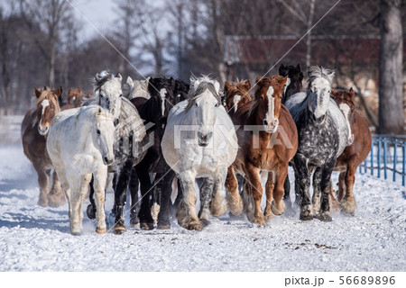 十勝牧場の馬追い運動 56689896