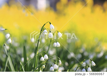 スズランスイセン（鈴蘭水仙）　snowflake 56690067