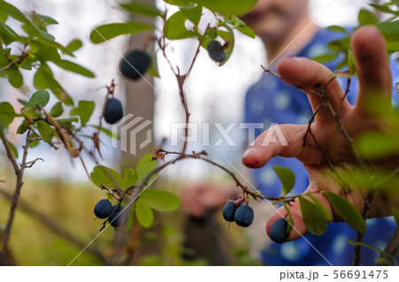 Picking ripe blueberries in forest in summer day Picking ripe blueberries in forest in summer day 56691475