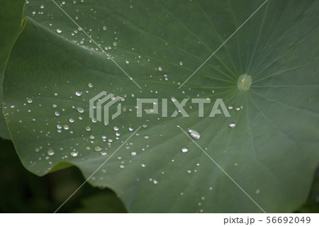 ハスの実 植物 京畿道 56692049