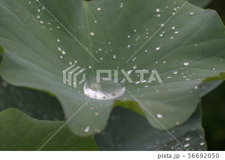 ハスの実 植物 京畿道 56692050