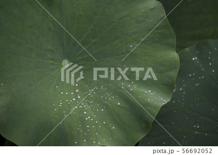 ハスの実 植物 京畿道 56692052