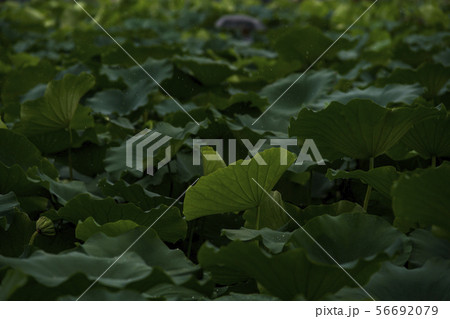 ハスの実 植物 京畿道 56692079