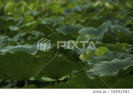 ハスの実 植物 京畿道 56692082