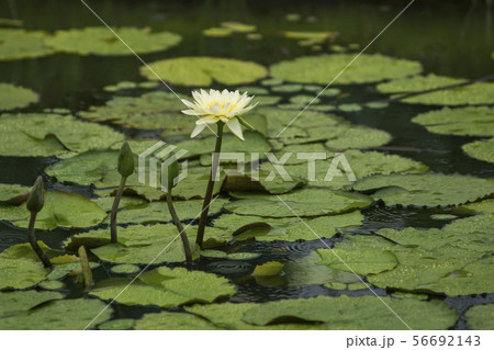芽 蓮の葉 池 56692143