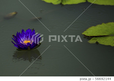 芽 蓮の葉 池 56692144