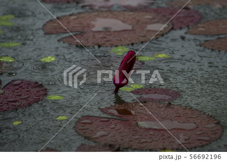 芽 蓮の葉 池 56692196