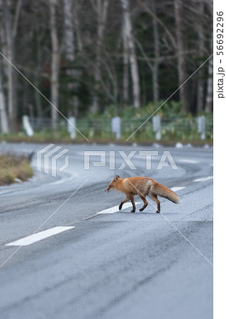 北海道のキタキツネ 56692296