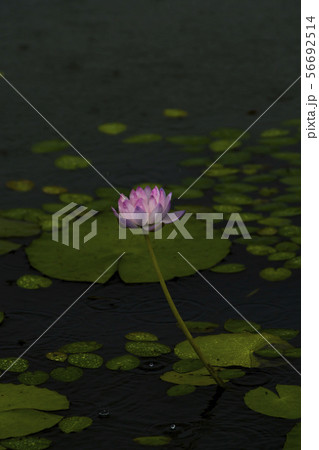 芽 蓮の葉 池 56692514