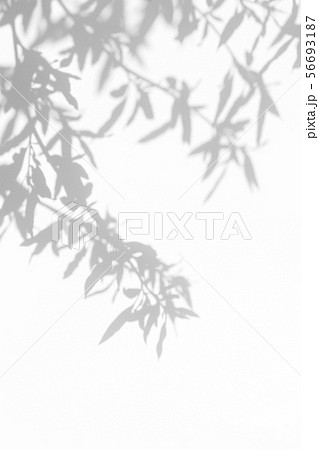 gray shadow of the leaves on a white wallの写真素材 [56693187] - PIXTA