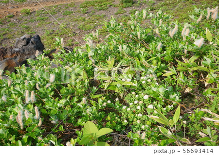十勝岳望岳台・ミヤマヤナギとマルバシモツケの花 十勝岳望岳台・ミヤマヤナギとマルバシモツケの花 56693414