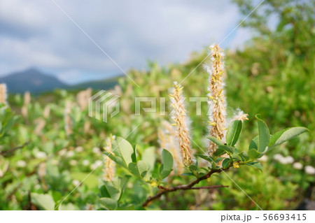 十勝岳望岳台・ミヤマヤナギ 56693415