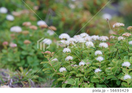 十勝岳望岳台・マツバシモツケ 56693429