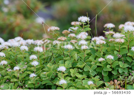 十勝岳望岳台・マルバシモツケ 56693430