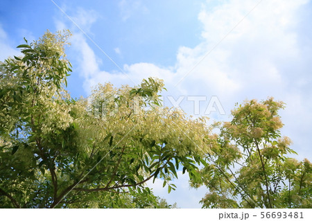 シマトリネコの実 56693481