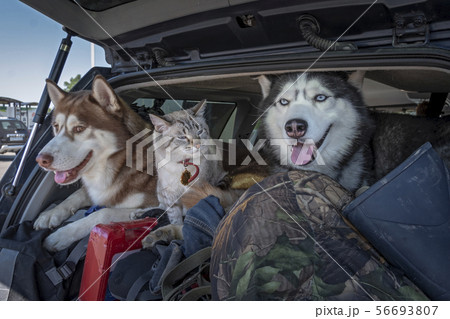 Concept of traveling with pets in the car. Concept of traveling with pets in the car. 56693807