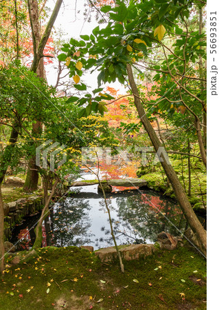 西池の紅葉 天授庵 56693851