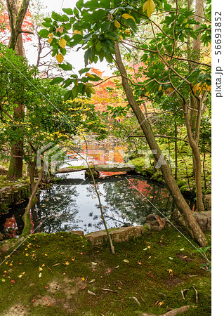 西池の紅葉 天授庵 西池の紅葉 天授庵 56693852