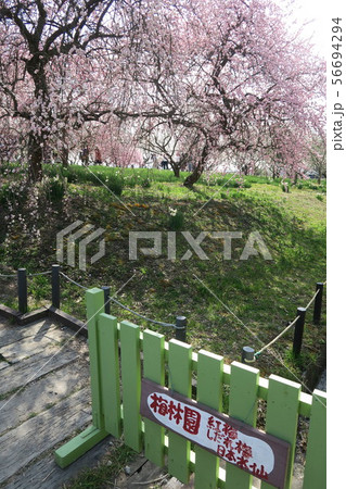 和泉リサイクル環境公園~梅と水仙の丘~ 和泉リサイクル環境公園~梅と水仙の丘~ 56694294