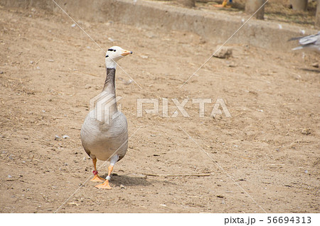 歩くインドガン 歩くインドガン 56694313