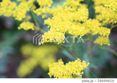 オミナエシの花 オミナエシの花 56694610