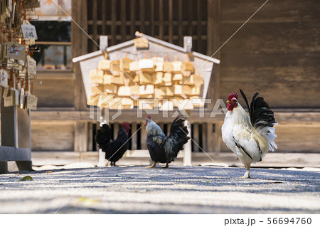 大崎八幡宮の鶏002の写真素材 [56694760] - PIXTA
