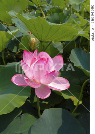 蓮の花 蓮の花 56694990