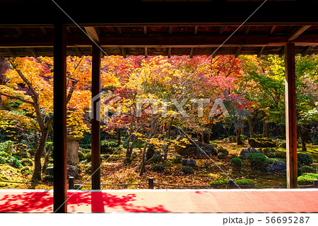 圓光寺の紅葉 56695287