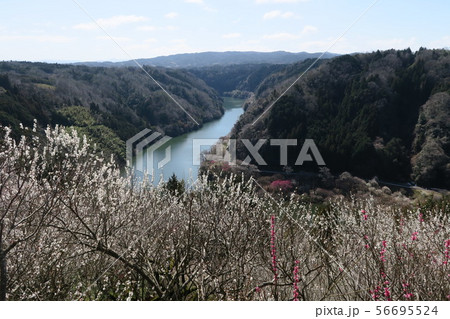 帆浦梅林 56695524