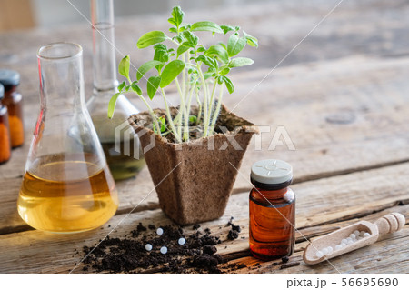 Growing seedlings of garden plants for planting, 56695690