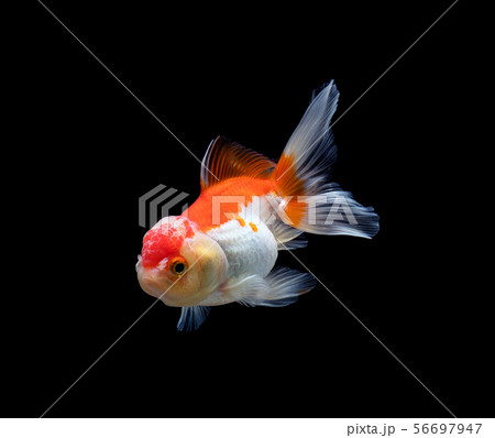 goldfish isolated on a dark black background goldfish isolated on a dark black background 56697947