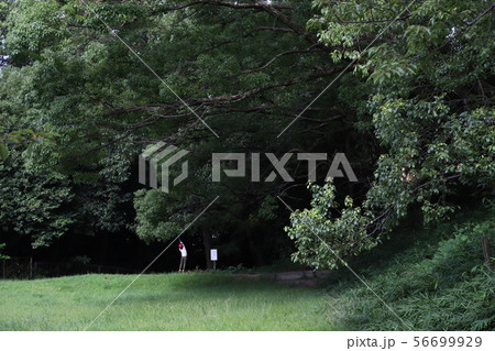 セミとり セミとり 56699929