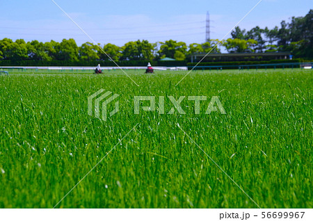 競馬場の芝コース 競馬場の芝コース 56699967