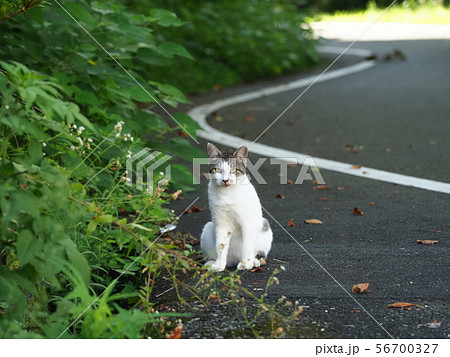 野良猫 サバ白トビ猫の写真素材