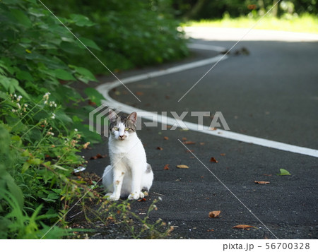 野良猫 サバ白トビ猫の写真素材