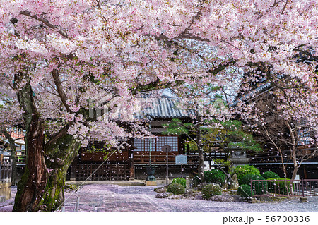 京都 本隆寺 桜 京都 本隆寺 桜 56700336