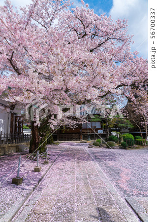 京都 本隆寺 桜 京都 本隆寺 桜 56700337