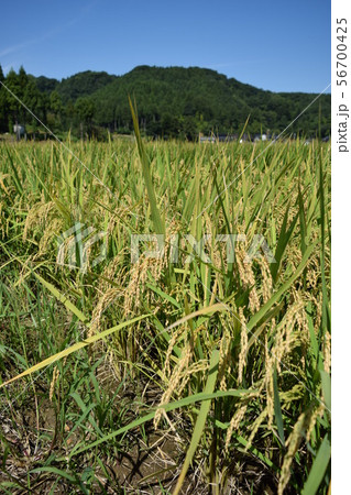 黄金色に稔った稲穂 黄金色に稔った稲穂 56700425