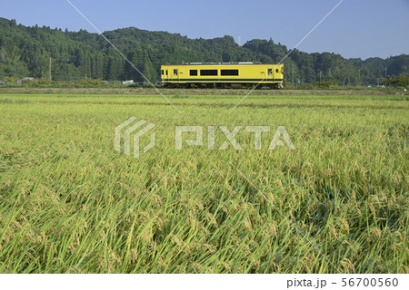 稲穂 【8月下旬】 いすみ鉄道 稲穂 【8月下旬】 いすみ鉄道 56700560