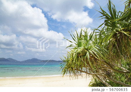 加計呂麻島　スリ浜 56700635