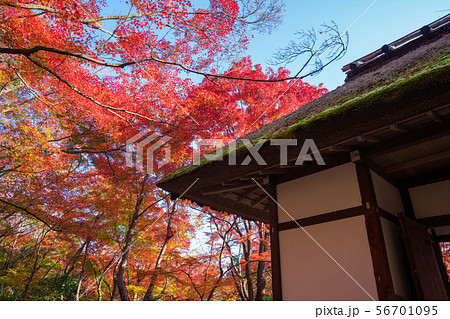 京都　常寂光寺の紅葉　　 56701095