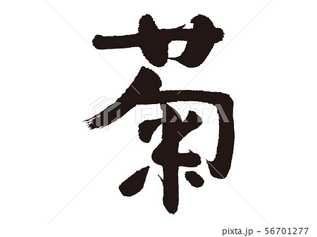 菊 筆文字 菊 筆文字 56701277