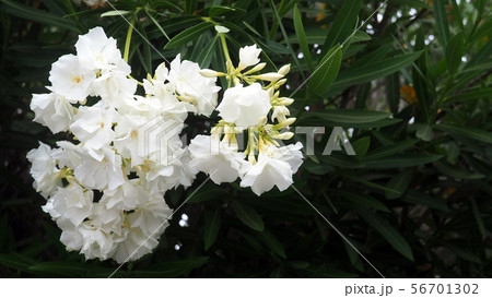 キョウチクトウ 白 白い花 キョウチクトウ アップ 庭木 街路樹の写真素材