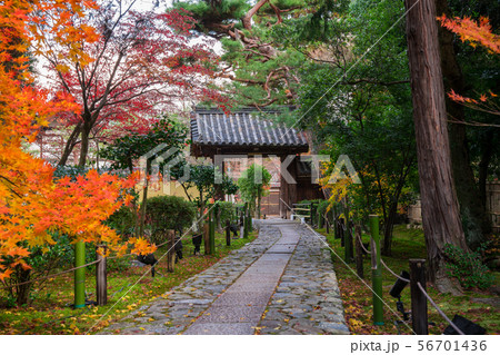 京都　鹿王院の紅葉 56701436