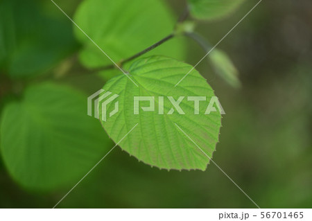 夏のトサミズキ 56701465