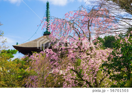 京都 常寂光寺 多宝塔 枝垂桜 京都 常寂光寺 多宝塔 枝垂桜 56701503